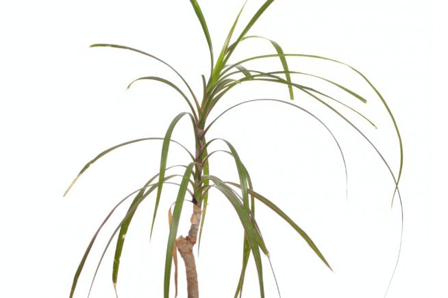 Palmlilie trockene Blätter
