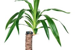 Palmlilie versiegeln
