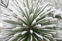 Palmlilie winterhart