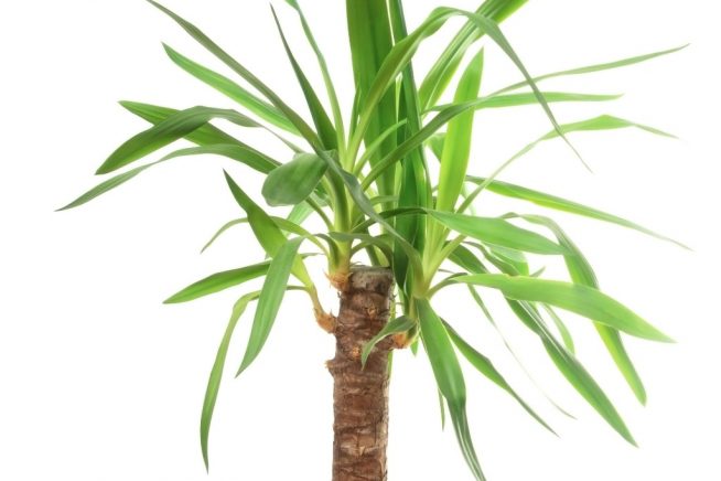 Palmlilie zurückschneiden