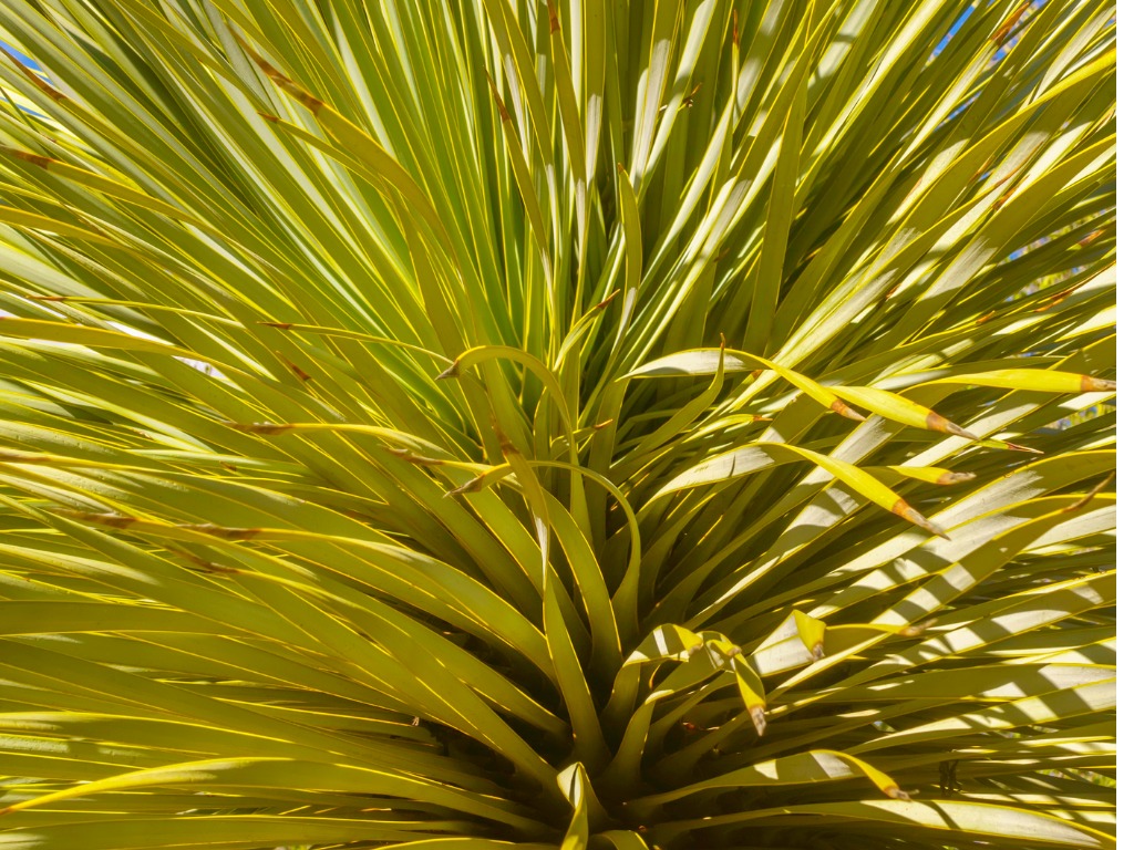 Yucca rostrata gießen