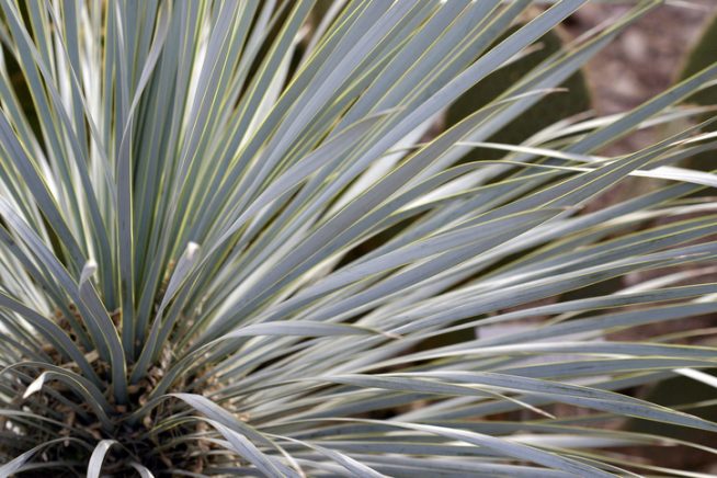 Yucca rostrata Frost