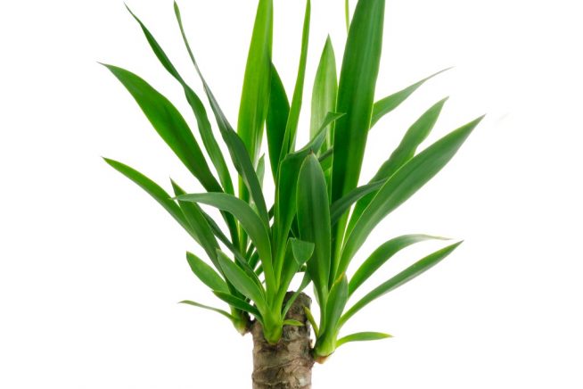 Palmlilie Stamm einritzen
