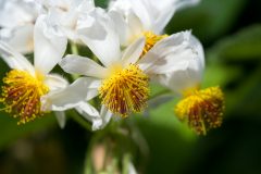 Zimmerlinde Blüte