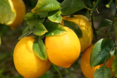 Zitronenbaum Krankheiten