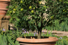 Zitronenbaum Standort