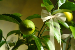 Zitronenbaum Zimmerpflanze