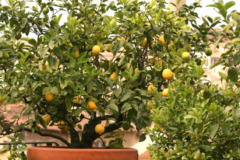 Zitronenbaum gießen