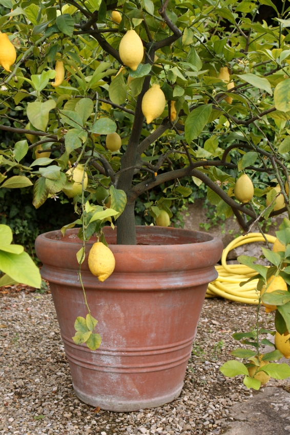 Zitronenbaum im Garten