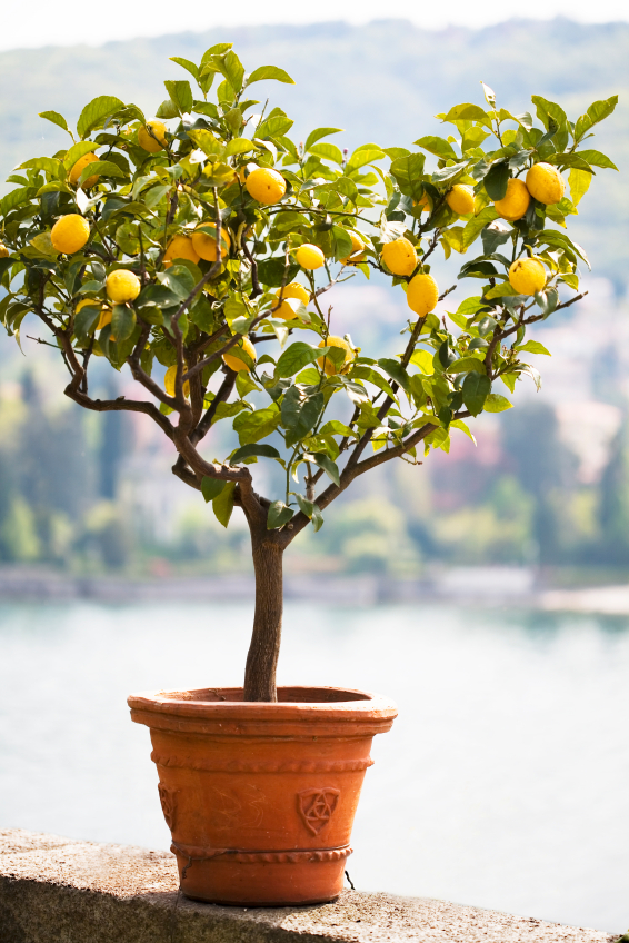 Zitronenbaum pflanzen