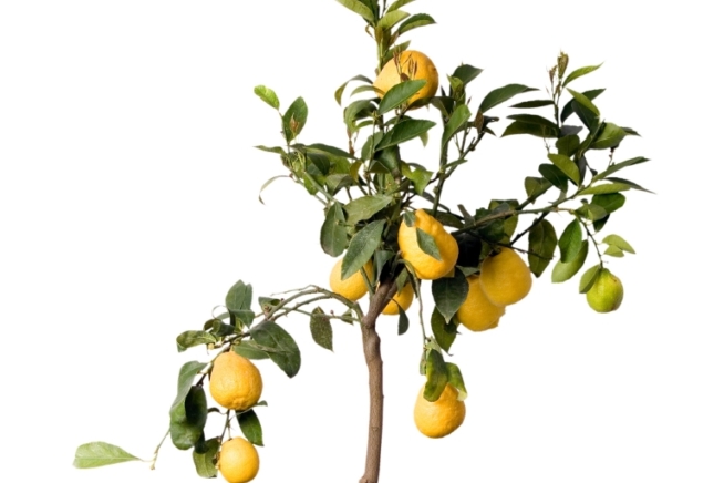 Zitronenbaum rausstellen