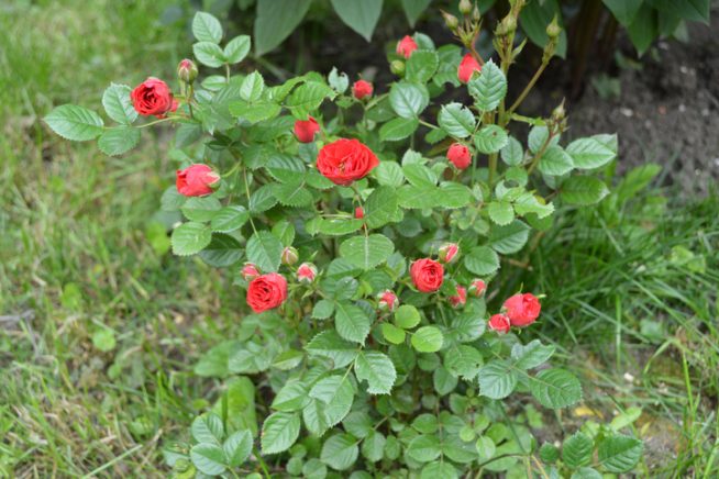 Miniatur-Rose Pflege