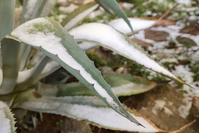 agave-erfroren
