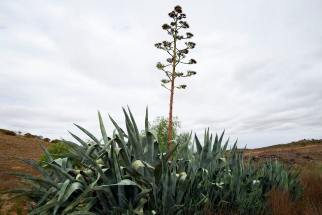 agave-tequilana-bluete