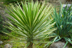 agave-yucca