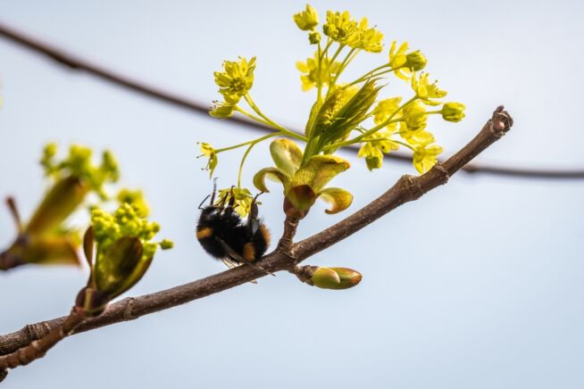 ahorn-pollenzeit