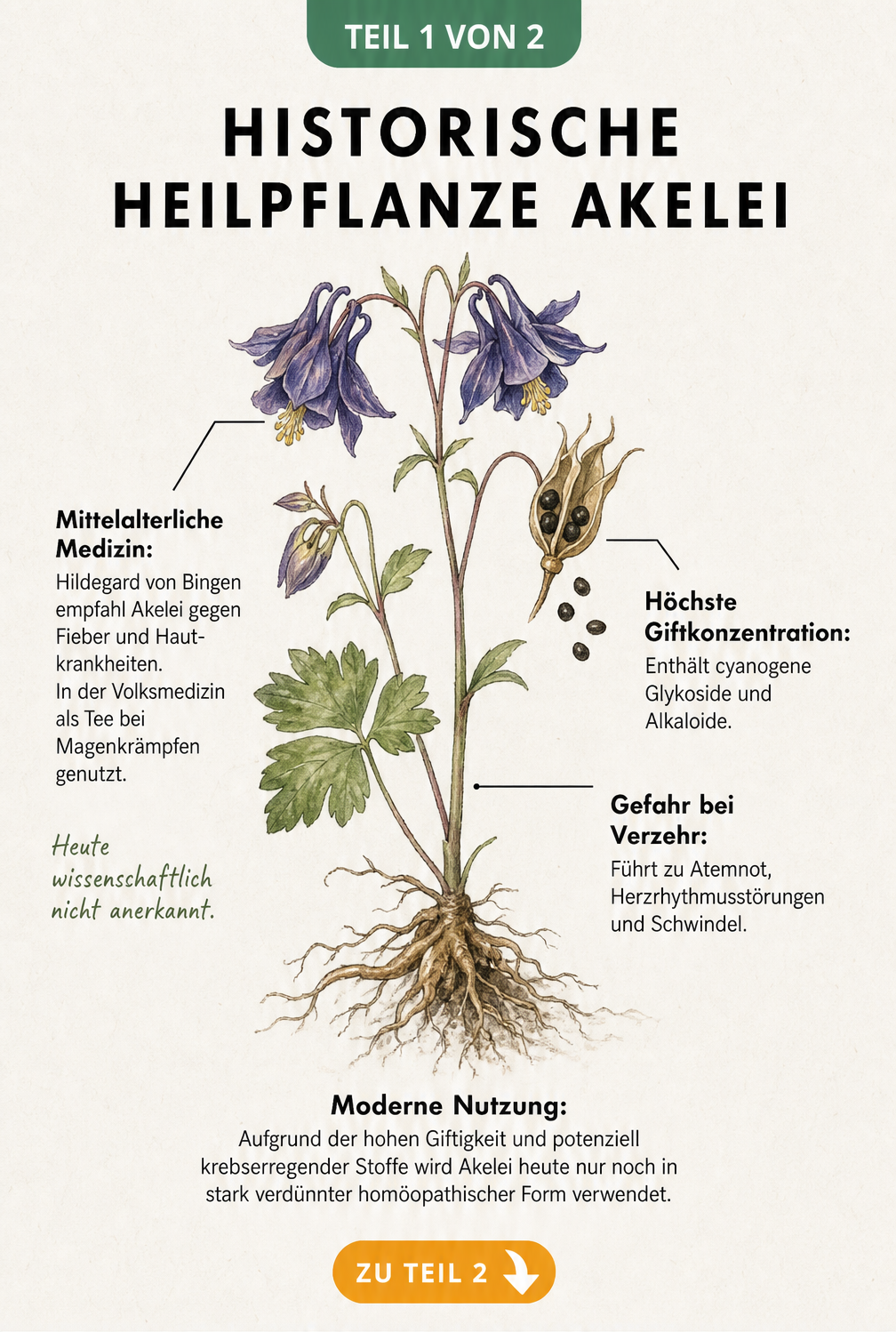 Botanische Illustration der Akelei, die historische Heilnutzung und heutiges Wissen über ihre Giftigkeit gegenüberstellt.