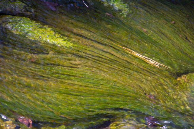 algen-im-bachlauf