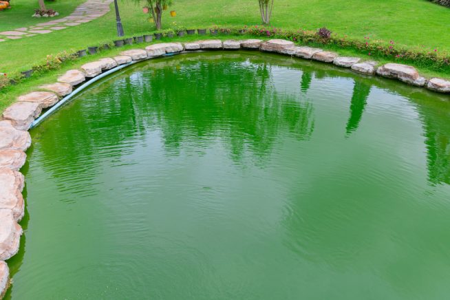 algen-im-schwimmteich