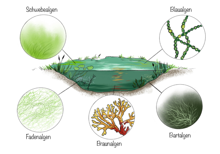 Algen im Teich: Algenarten