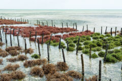 algen-zuechten