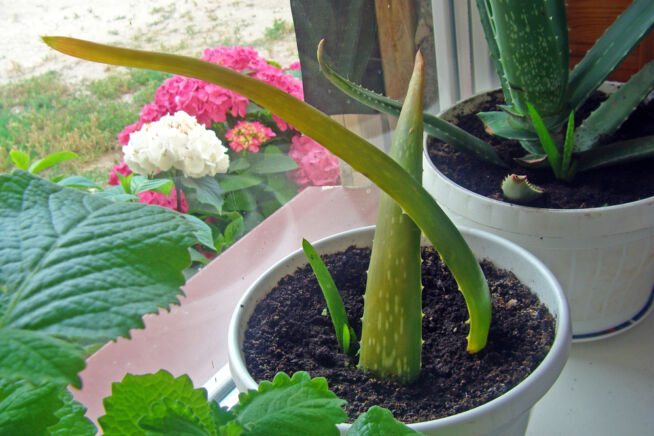 aloe-vera-blaetter-einpflanzen