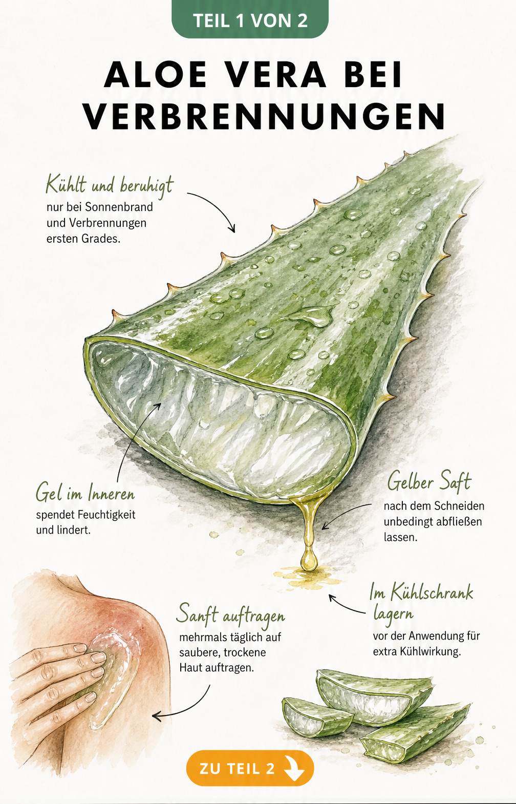 Botanische Zeichnung eines angeschnittenen Aloe-Vera-Blattes mit austretendem Gel zur Behandlung von Verbrennungen