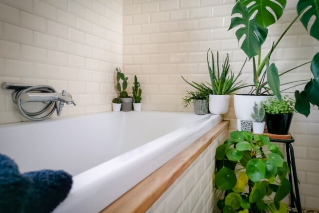 aloe-vera-pflanze-badezimmer