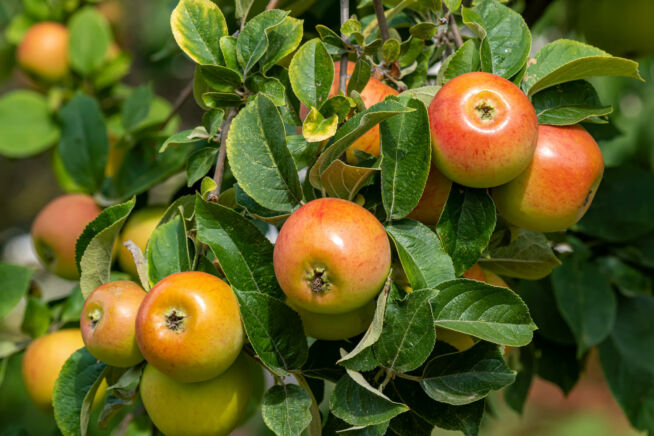 Am Baum hängende Äpfel der alten Apfelsorte Goldparmäne