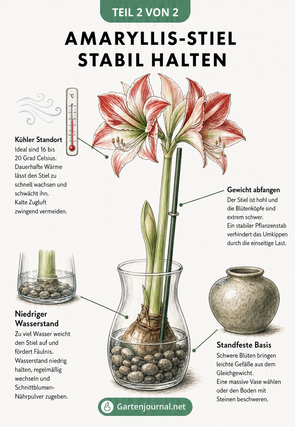 Illustration einer Amaryllis in einer Vase mit Tipps zur Stabilisierung: kühler Standort, Pflanzenstab, niedriger Wasserstand und standfeste Basis
