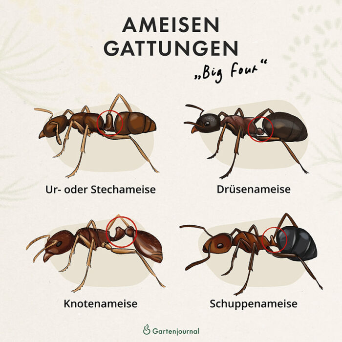 Ameisengattungen "Big Four" als Illustration
