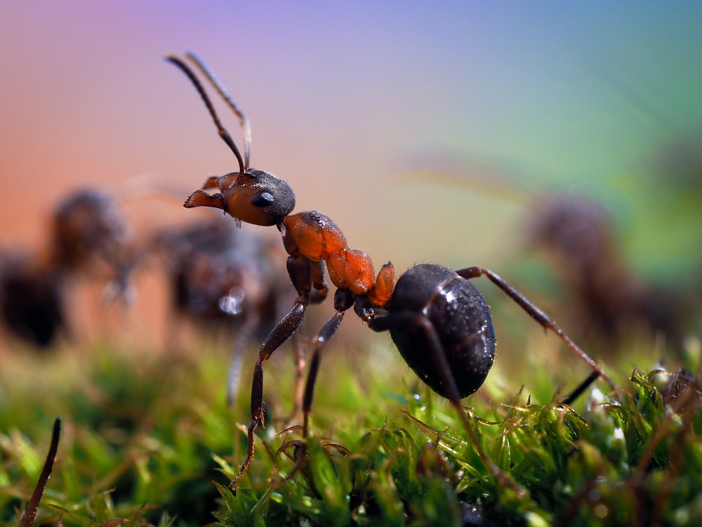 Ameisen im Garten » Arten, Bekämpfung, Nutzen und mehr