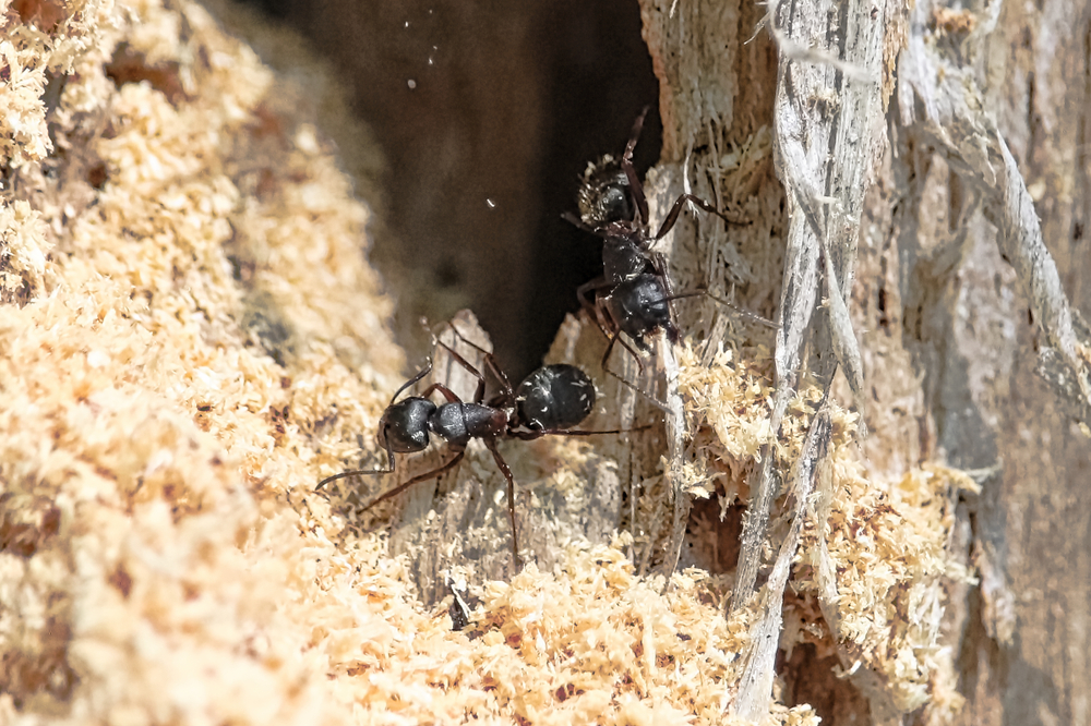 Ameisen im Garten » Arten, Bekämpfung, Nutzen und mehr