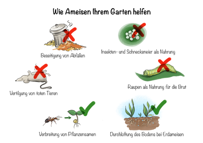 Ameisen im Garten: Wie Ameisen Ihrem Garten helfen