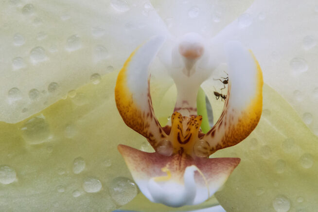 ameisen-in-orchideen