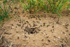 Ameisen, die im Rasen nisten
