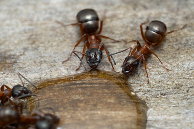 Ameisen, die von Zuckerwasser angelockt wurden