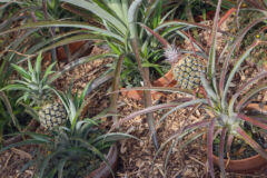 ananas-pflanze-groesse
