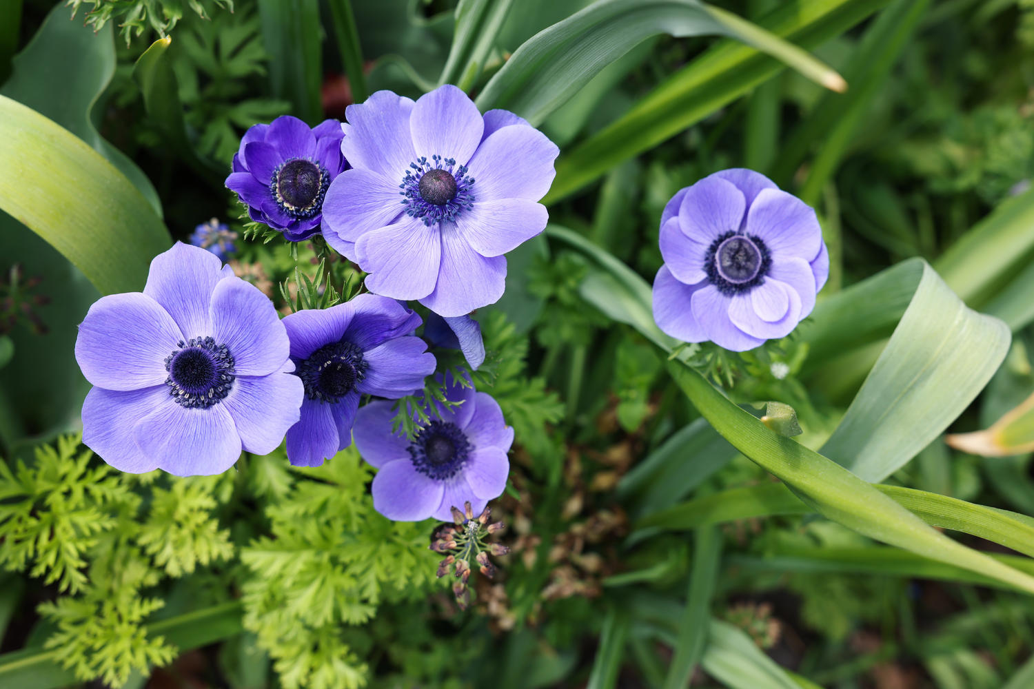 Anemone » Die tiefere Bedeutung einer unscheinbaren Blume