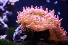 anemone-einsetzen