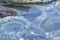 anemone-loest-sich-auf
