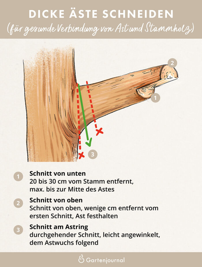 Illustrierte Anleitung, wie Dicke Äste geschnitten werden