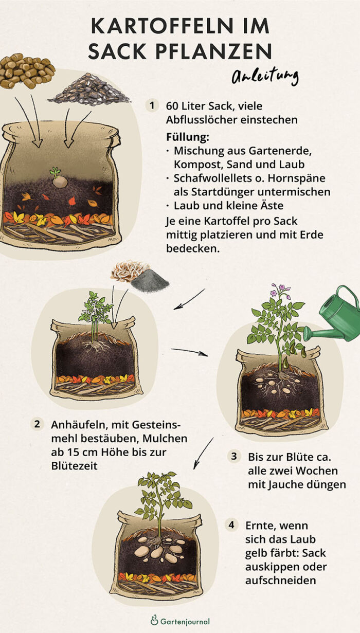 Anleitung, wie Kartoffeln im Sack gepflanzt werden als Illustration