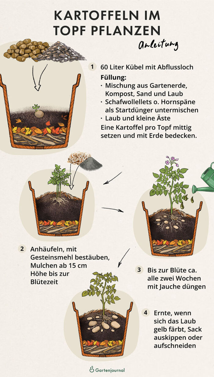 Anleitung, wie Kartoffeln im Topf gepflanzt werden als Illustration