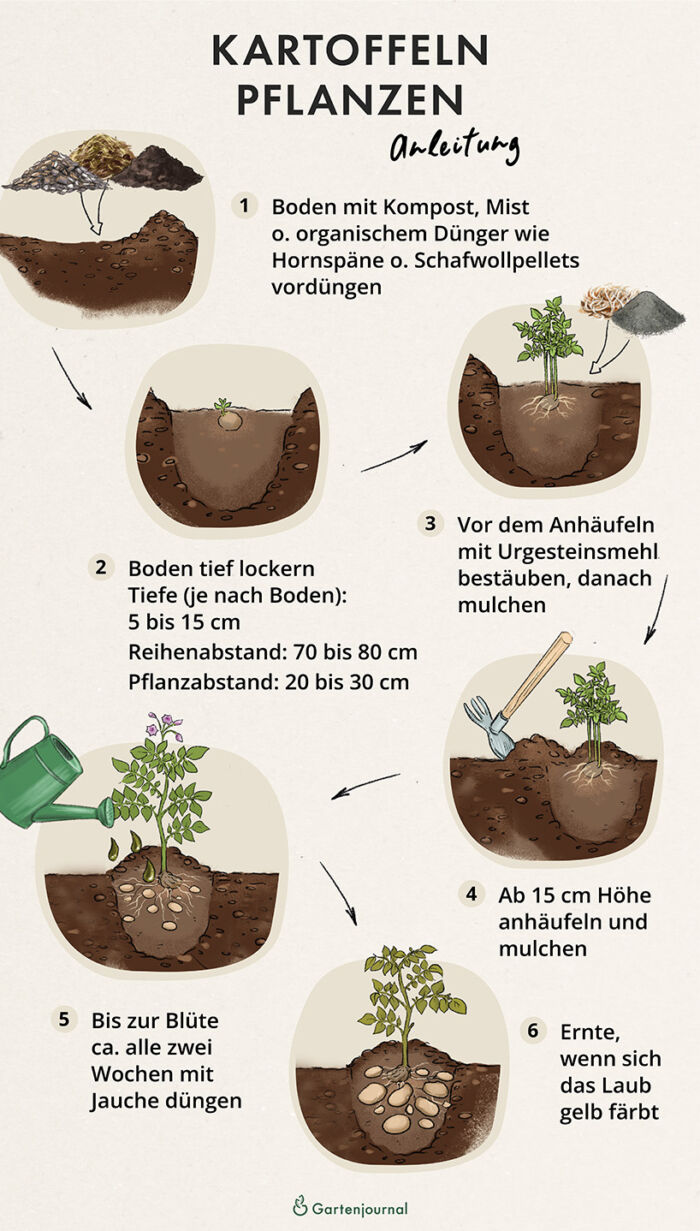 Anleitung, wie Kartoffeln gepflanzt werden als Illustration