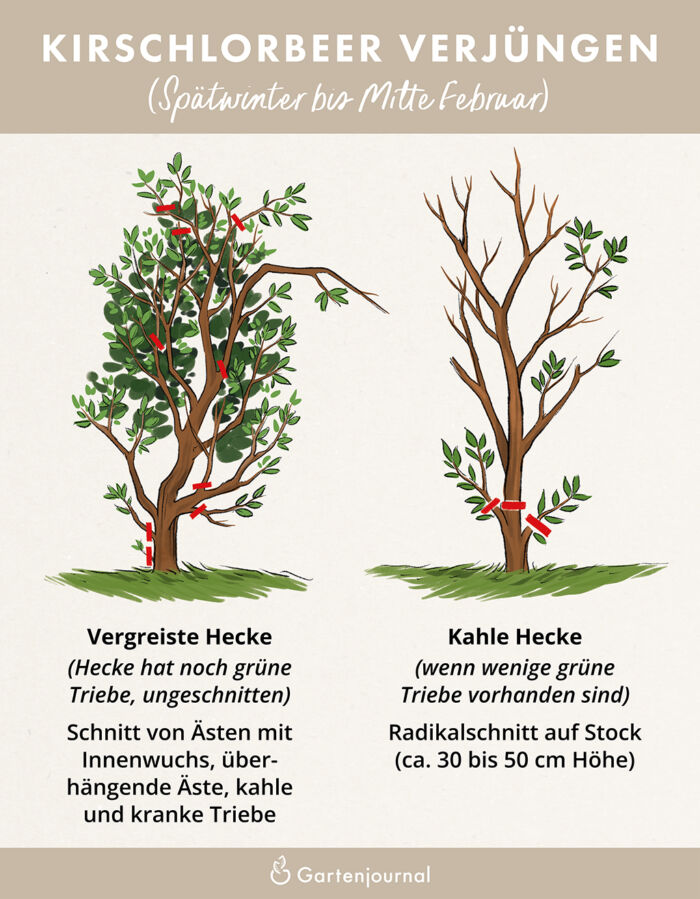 Illustration, wie verholzter Kirschlorbeer verjüngt werden kann