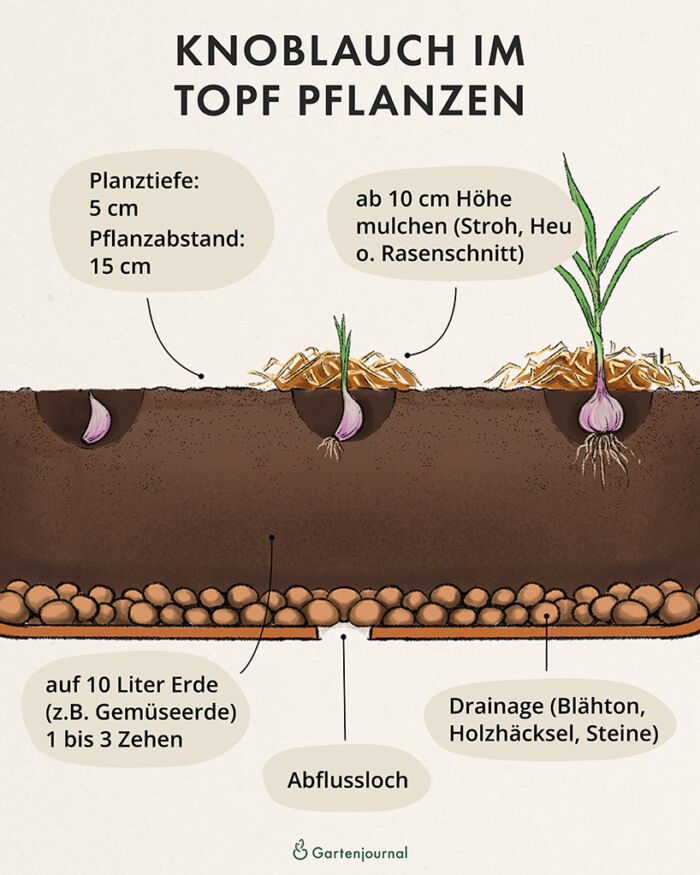 Anleitung, wie Knoblauch im Topf gepflanzt wird als Illustration