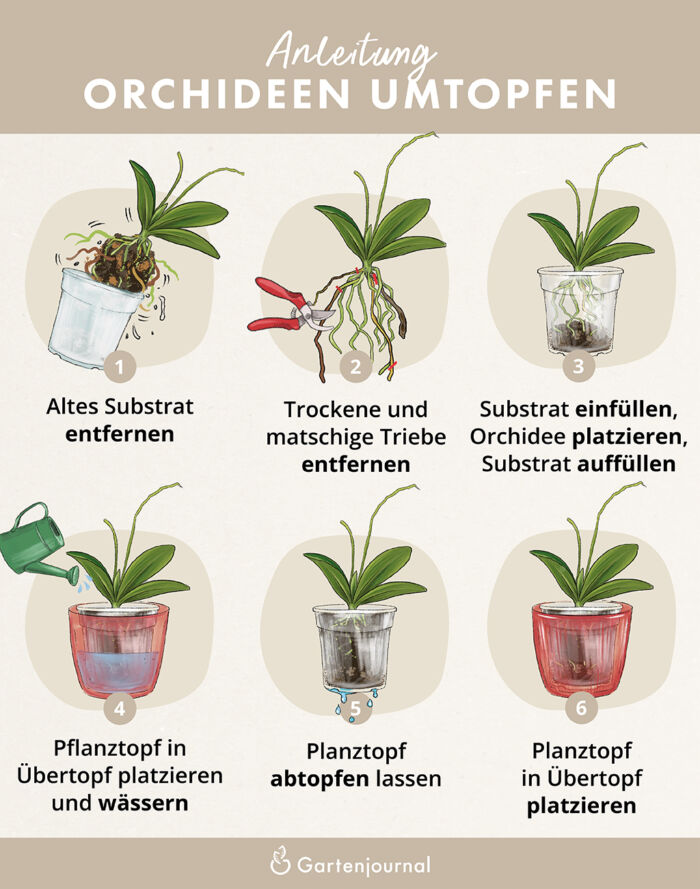Illustrierte Anleitung, wie Orchideen umgetopft werden