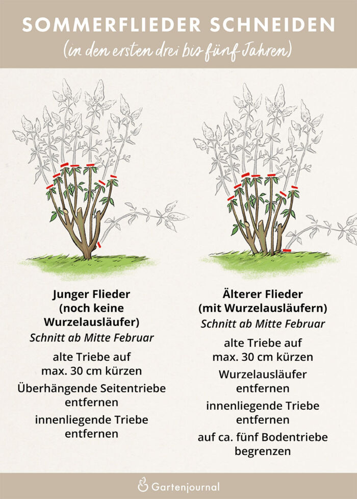 Illustrierte Anleitung die zeigt, wie Sommerflieder/Schmetterlingsflieder in den ersten Jahren nach der Pflanzung geschnitten wird