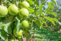 apfelbaum-gruene-aepfel